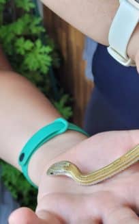 Serpent des blés Gut Médiation Reptiles